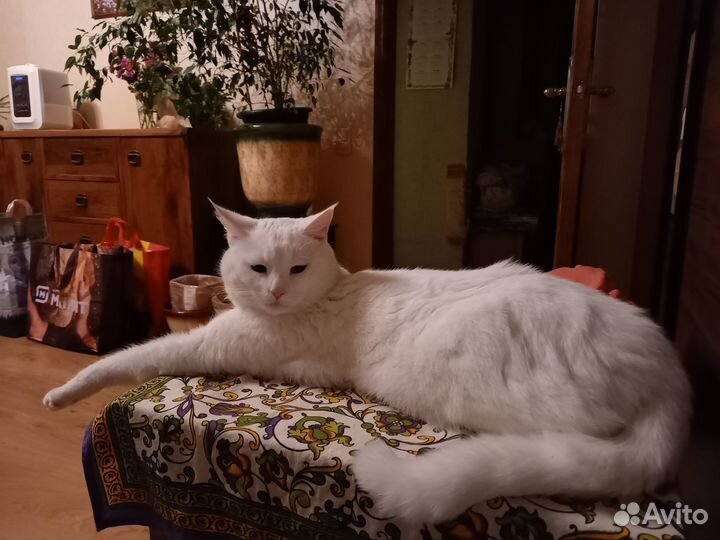 Кот на вязку случку као-мани