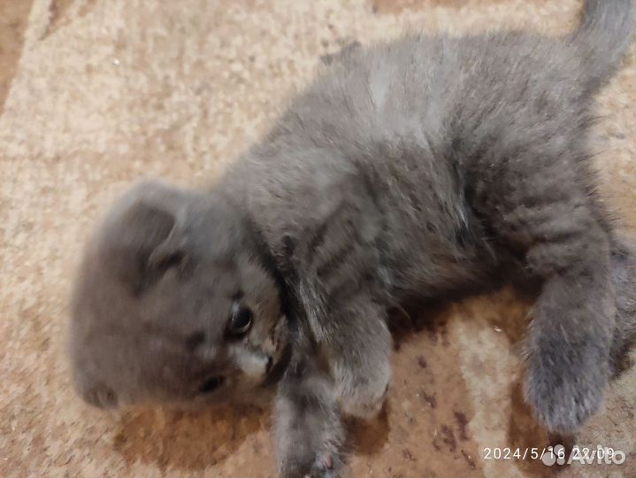 Шотландские вислоухие котята