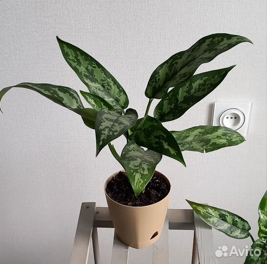 Аглаонема Мария