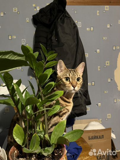 Бенгальская кошка