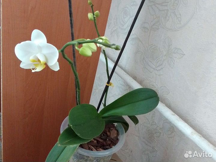 Орхидея фаленопсис белая