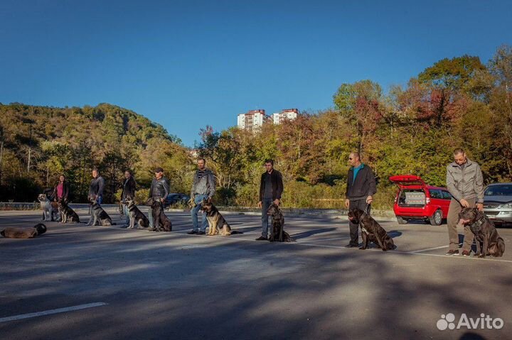 Профессиональная дрессировка собак. Хэндлер