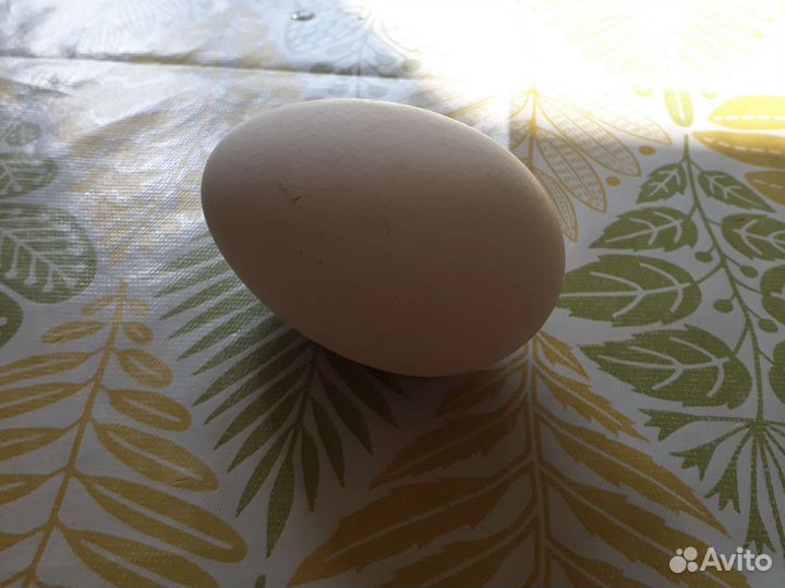 Продам яйцо гусиное