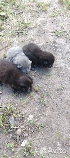 Вислоухие котята в добрые руки Боринское