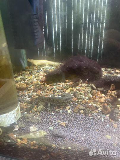 Аквариум с тритонами