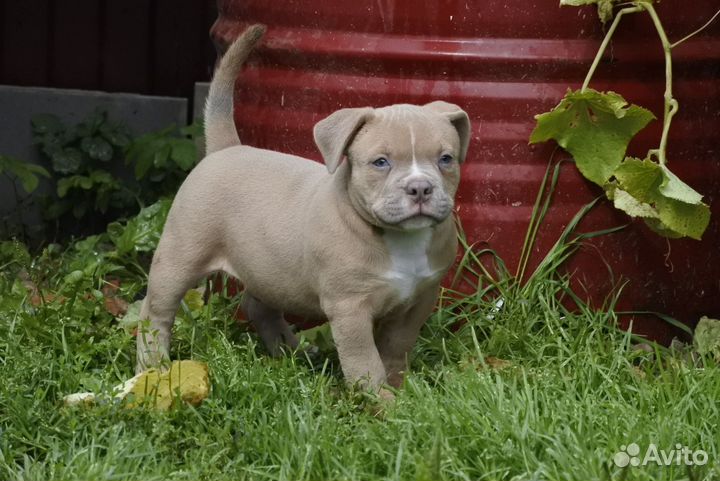Американский булли мальчик