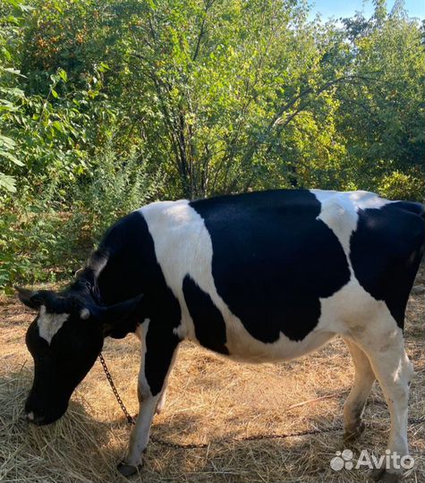 Тёлка от высокоудойной коровы