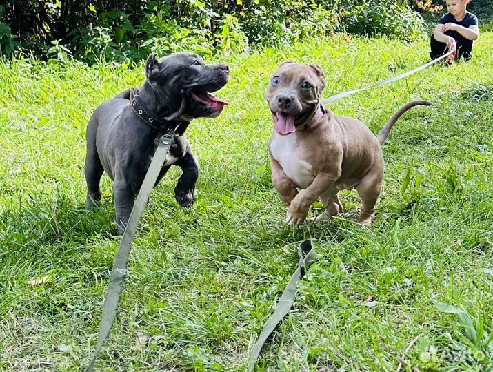 Американский були стандарт