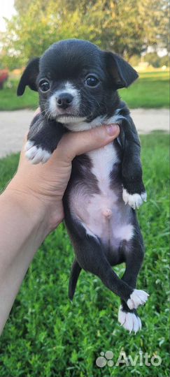 Щенки чихуахуа