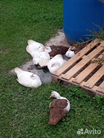 Индоутята подрощенные