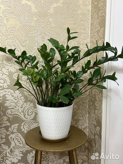 Замиокулькас