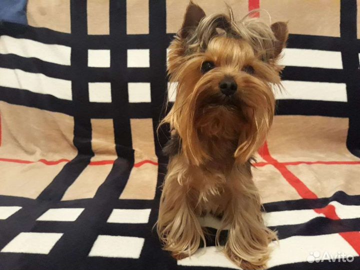 Йоркширский терьер мини