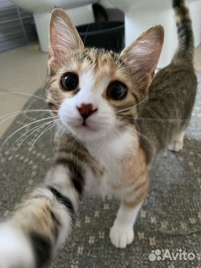 Котята в добрые руки 3 месяца