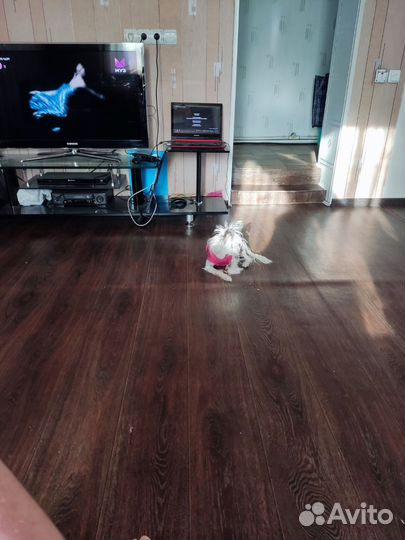 Одежда для маленьких собак