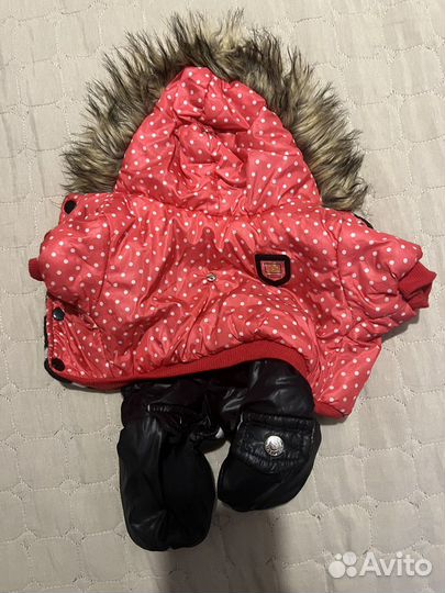 Одежда для маленьких собак