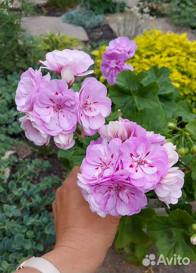 Пеларгония ампельная Ю Юха