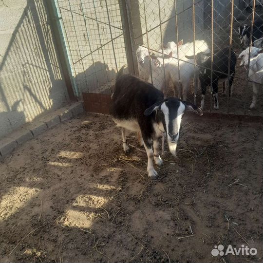 Дойные козы