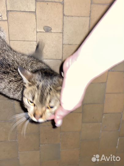Кошка в дар бесплатно