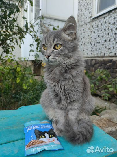 Кошечка в добрые руки