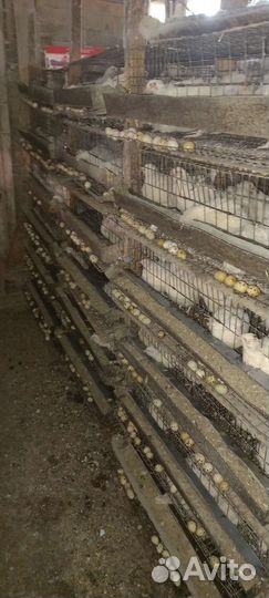 Инкубационное яйцо перепелов