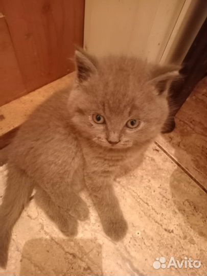 Метисы шотландской кошки