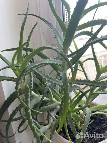 Отросток Цветок алоэ отросток