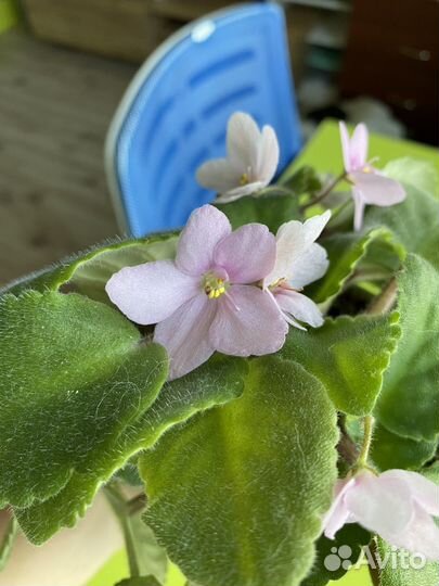 Фиалка цветущая