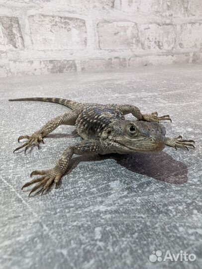 Турецкая агама или агама гардун