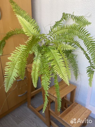 Папоротник Tiger fern