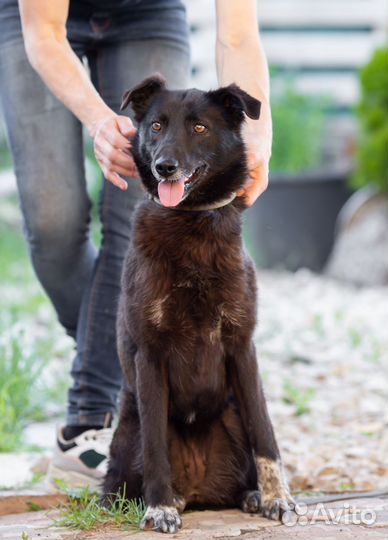 Собака в добрые руки отдам бесплатно