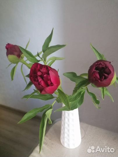 Пионы срезка