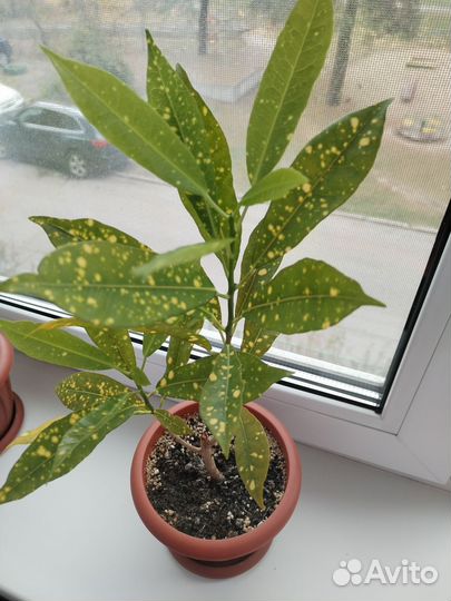 Кротон голд стар