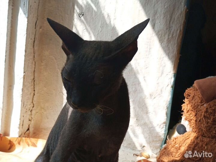 Донской сфинкс браш