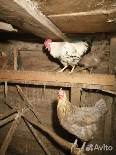 Продам петуха