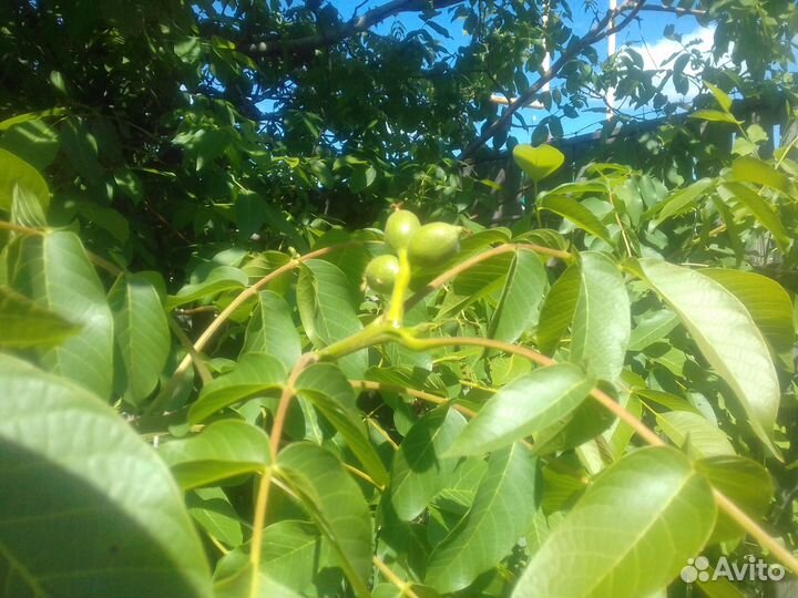 Саженцы грецкого ореха