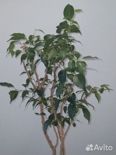 Фикус бенджамина