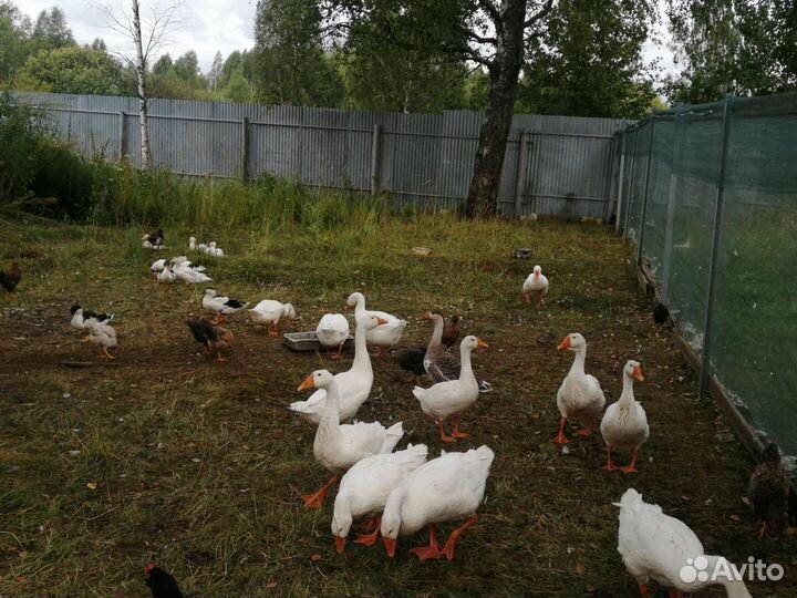 Куры гуси утки