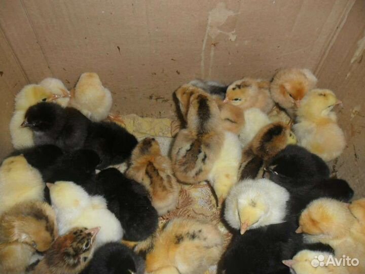 Инкубационное яйцо