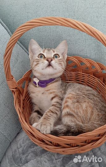 Кошка-подросток