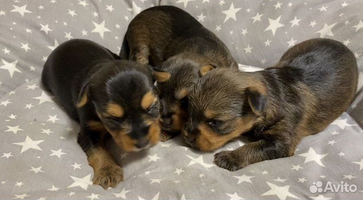 Йоркширский терьер