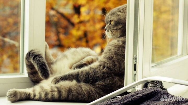 Москитные сетки антикошка по вашим размерам