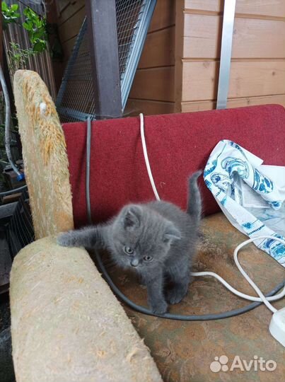 Британский котик