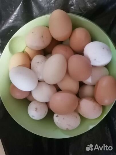 Домашние куриные яйца