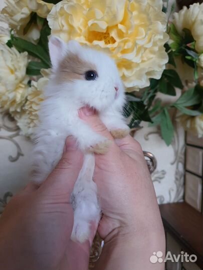 Карликовый кролик