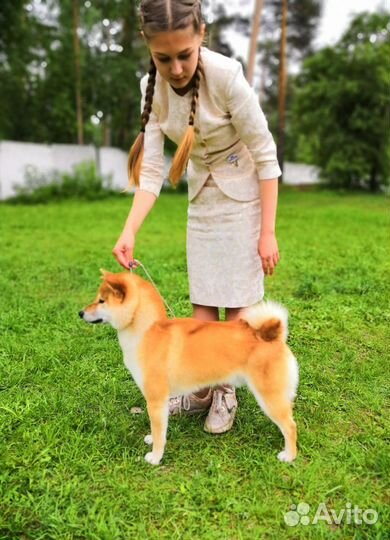 Кобель сиба ину для вязки