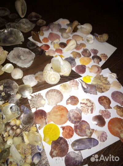 Ракушки для дизайна