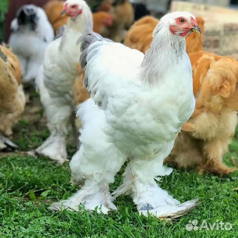 Описание и особенности