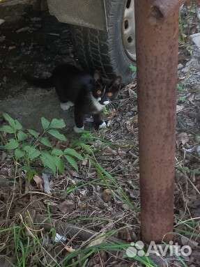 Спасите котят