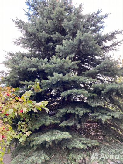 Ель голубая