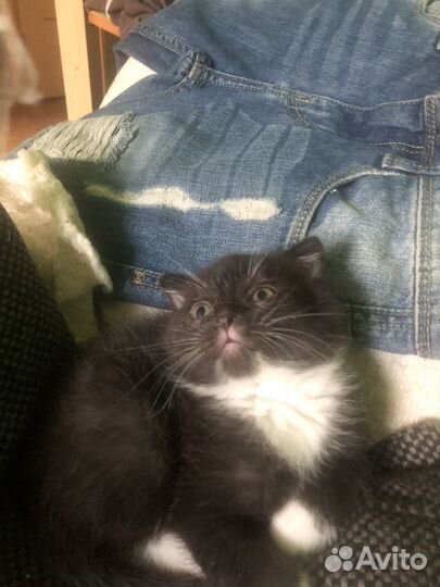 Шотландский вислоухий девочка 2 мес